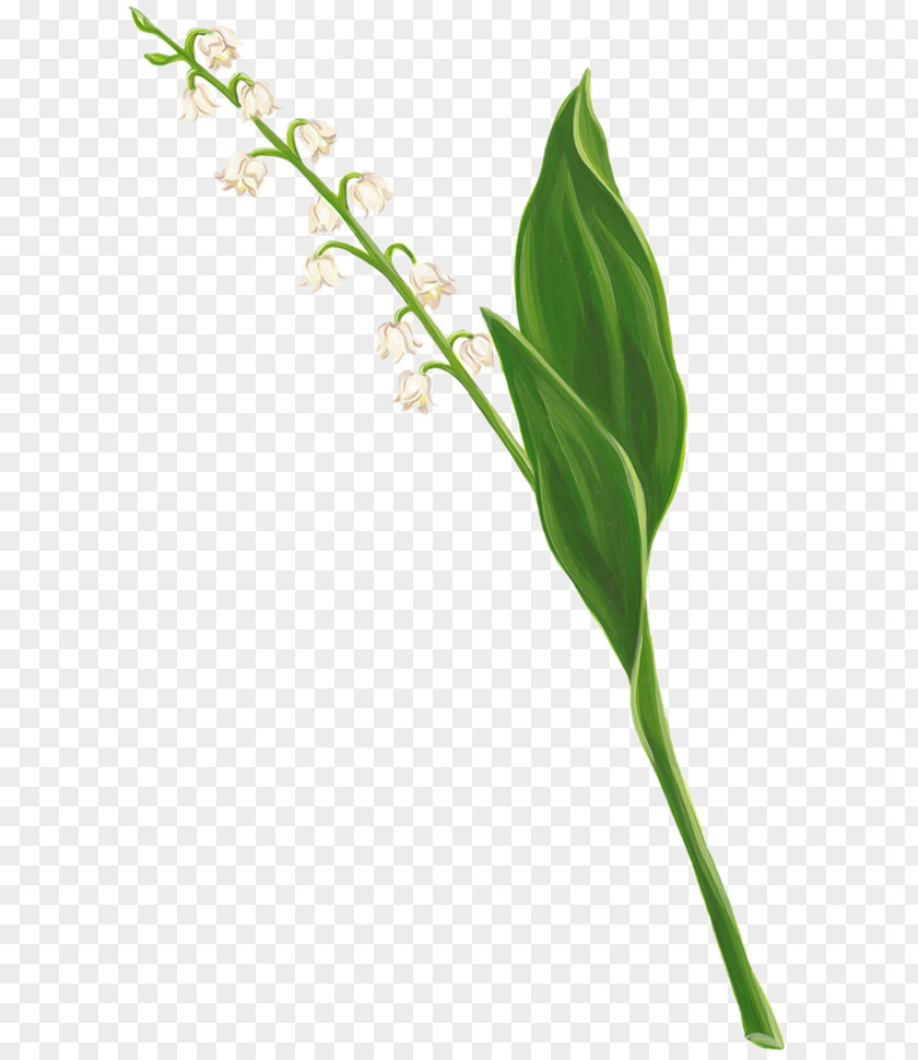 Lily Of The Valley Clip Art Flower Digital Image PNG