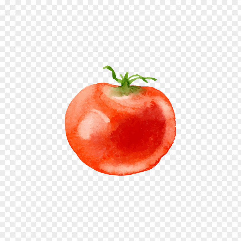 Red Tomato Vegetable Food U4f5cu578b PNG