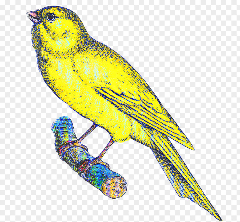 Bird Beak Atlantic Canary Songbird Yellow PNG
