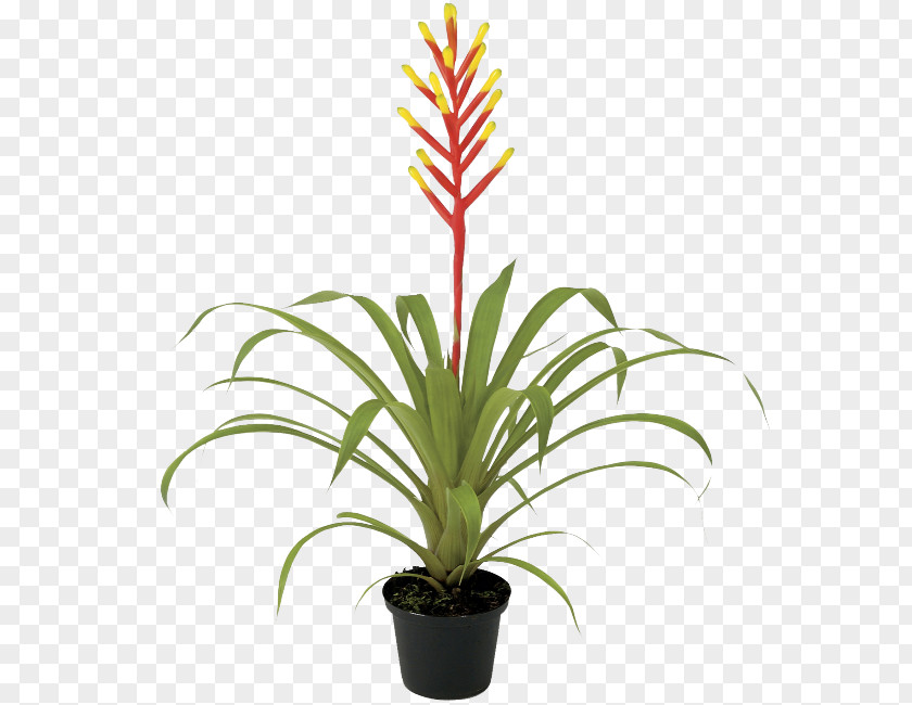 Bromeliaceae Yucca Bamboo Cartoon PNG