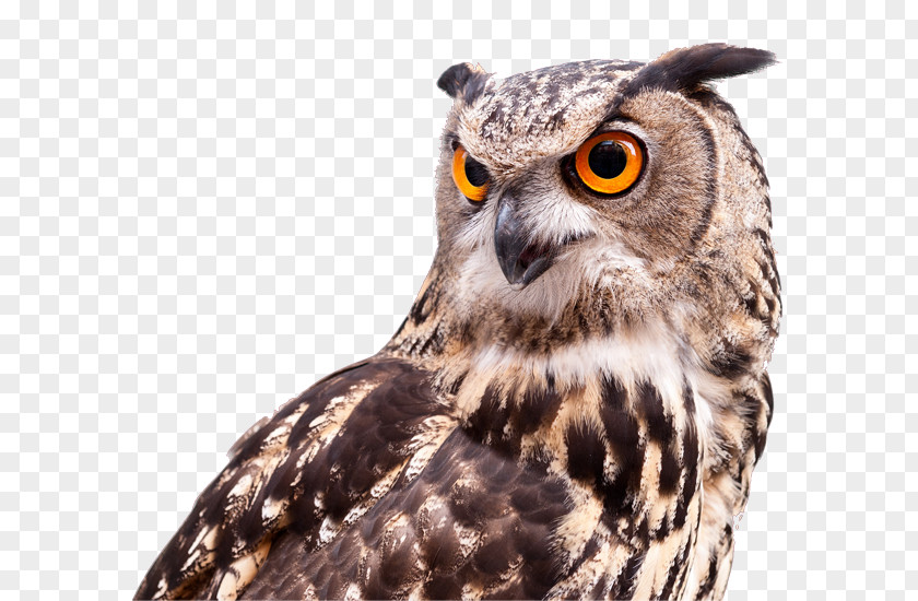 Owl Uilen Van Europa Roofvogels De Tuin: Dagboek Een Familie Bird PNG