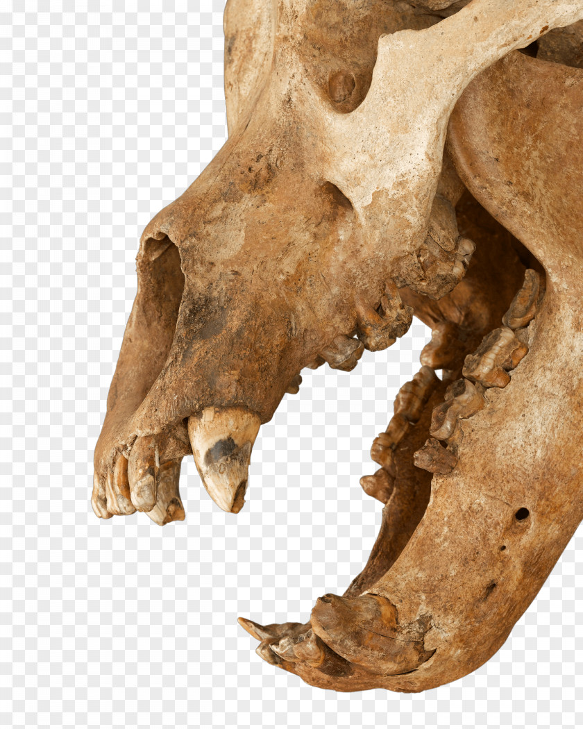 Skeleton Ice Age Cave Bear: The Giant Beast That Terrified Ancient Humans Earth PNG