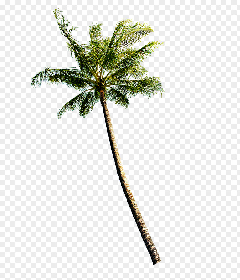 Trees Coconut Euclidean Vector Tree PNG