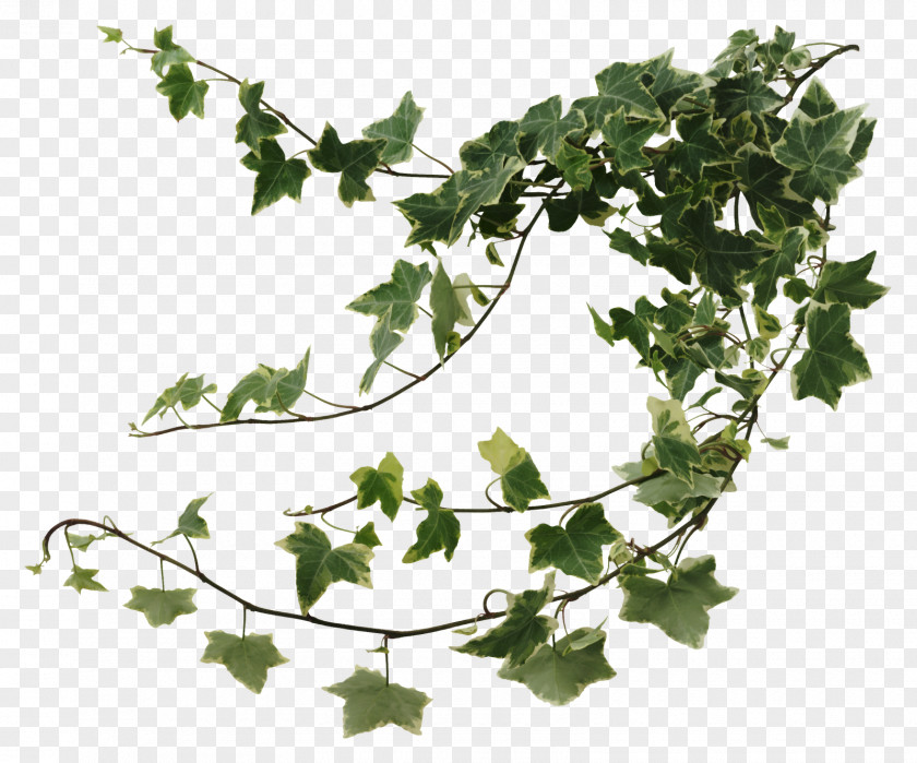 Vines Common Ivy Houseplant Devil's Vine PNG