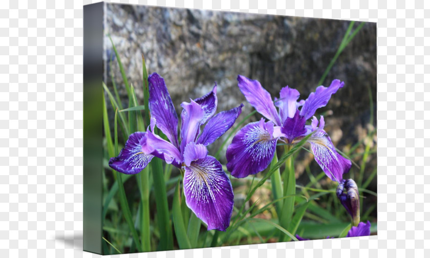 Watercolor Iris Northern Blue Flag Irises PNG