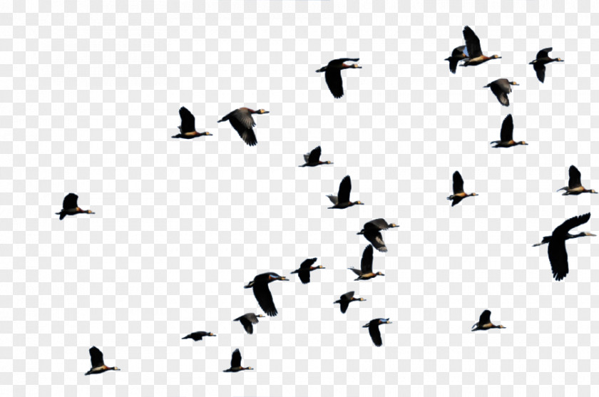 Flying Bird Migration Flight Duck Animal PNG