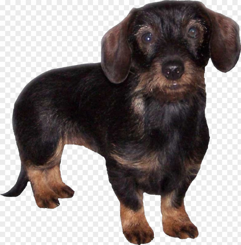 Puppy Dachshund German Pinscher Companion Dog English Toy Terrier PNG