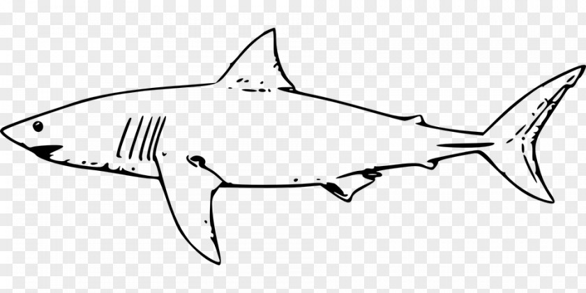 Tiger Shark Jaws Great White Whale Clip Art PNG