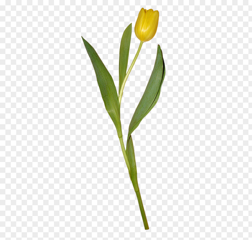 Yellow Tulips Tulip Flower Petal PNG