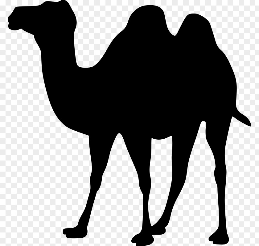 Bactrian Camel Download Clip Art PNG