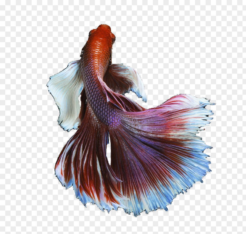 Betta Siamese Fighting Fish Goldfish PNG