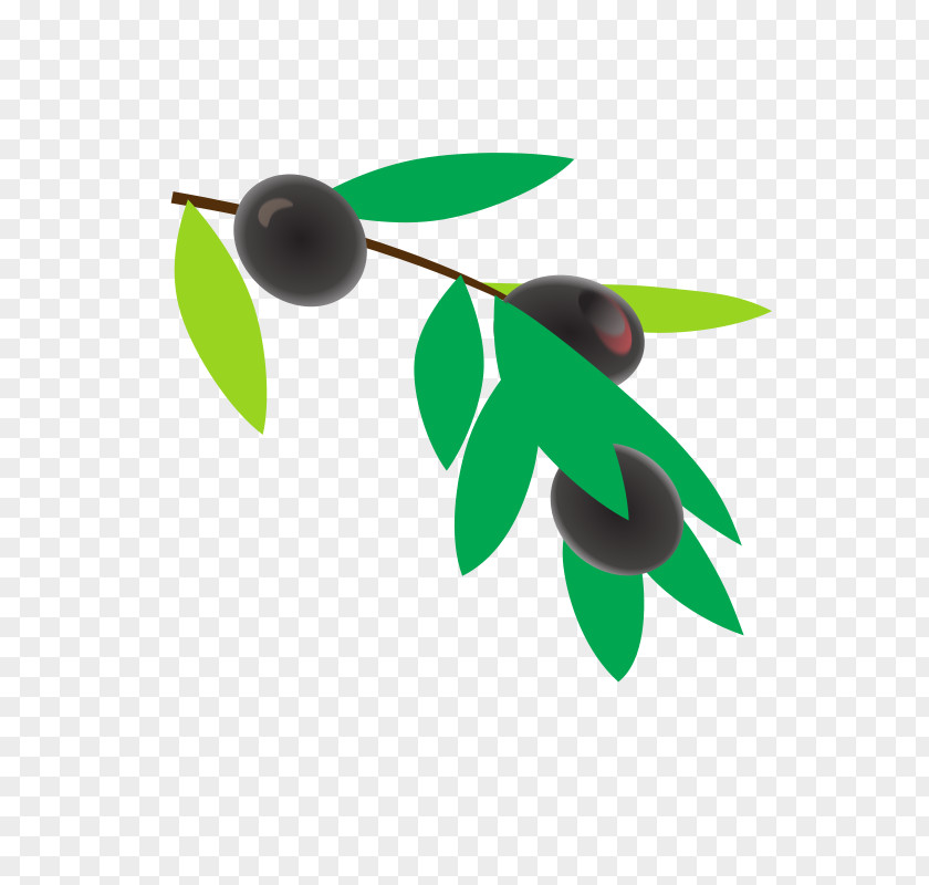 Coffee Coffea Plant Clip Art PNG