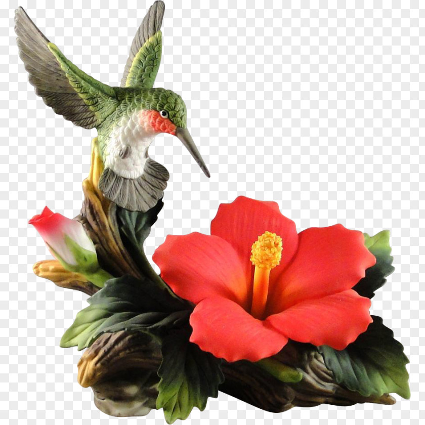 Flower Tropical Rufous Hummingbird Hibiscus Beak PNG