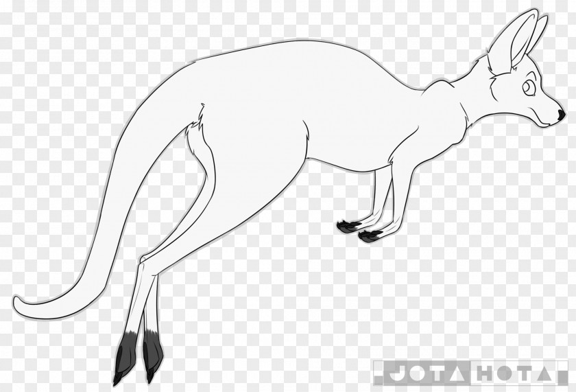 Fox Kangaroo Macropodidae Line Art Drawing PNG