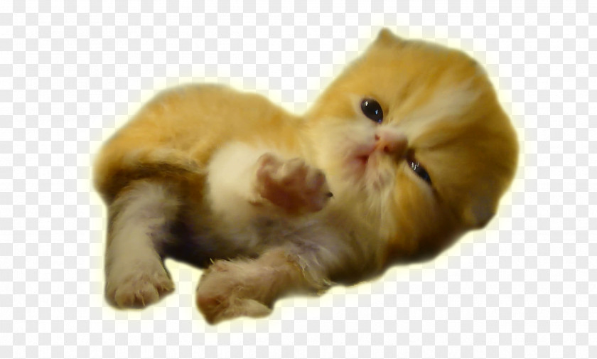 Kitten Whiskers Fur Snout Paw PNG