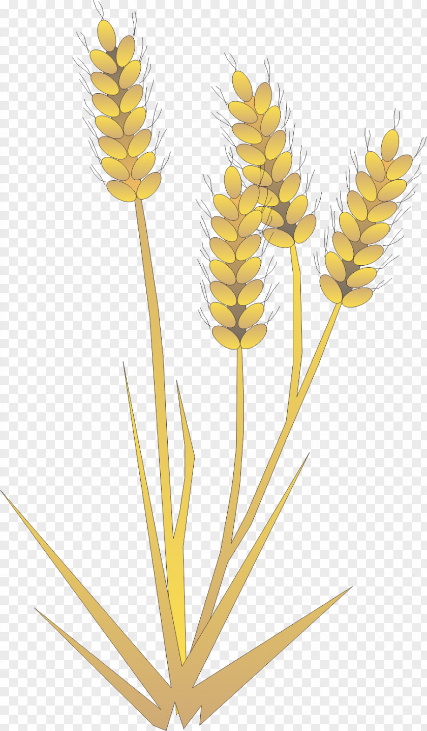 Barley,Rice,paddy,Rice,food Rice Gadu Barley Paddy Field PNG