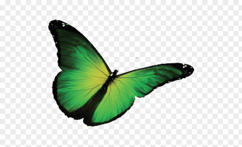 Butterfly Royalty-free Photography Green PNG