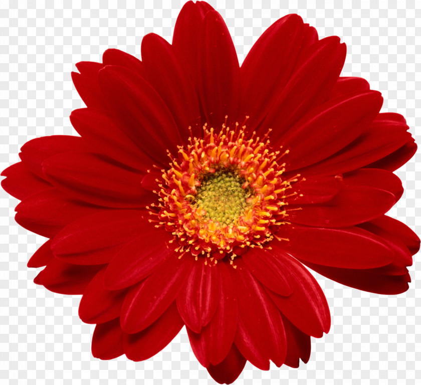 Flower Floristry PNG