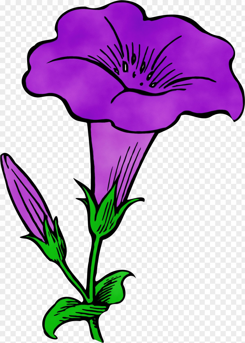 Herbaceous Plant Wildflower Japanese Morning Glory Common Morning-glory Drawing Blue Dawn Flower PNG