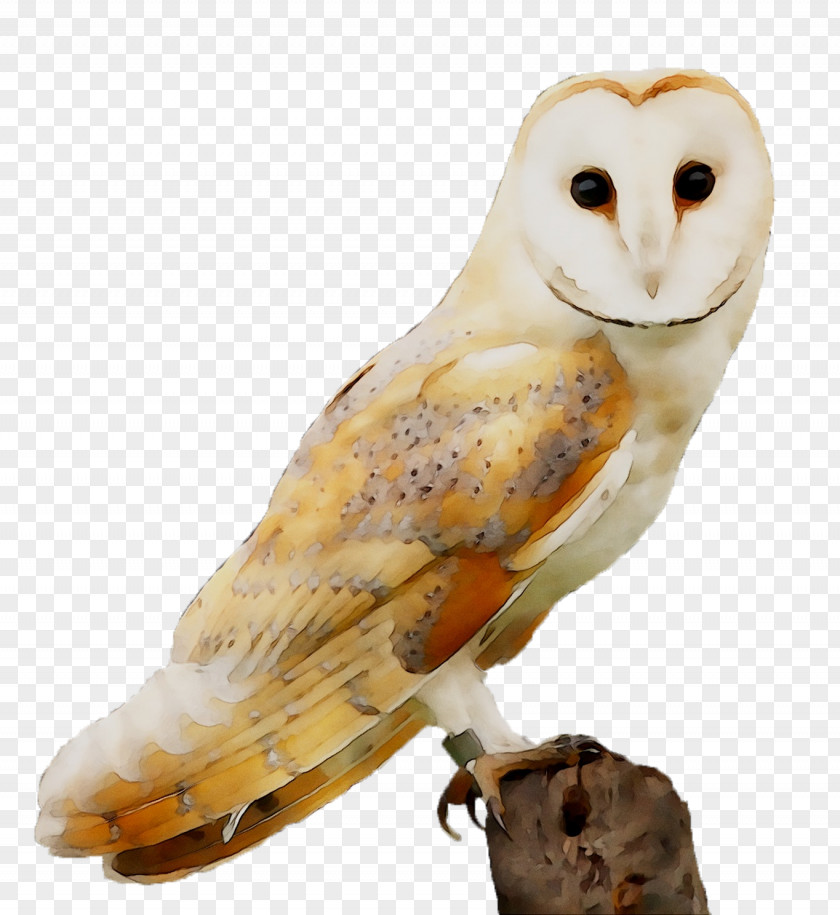 Owl Beak Fauna Feather PNG