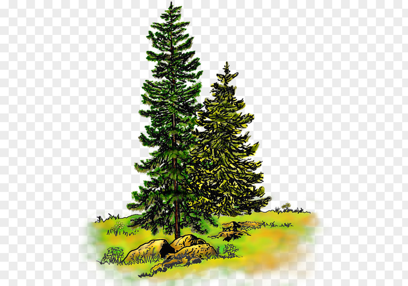 Spruce Pine Watercolor Painting Tree Fir PNG