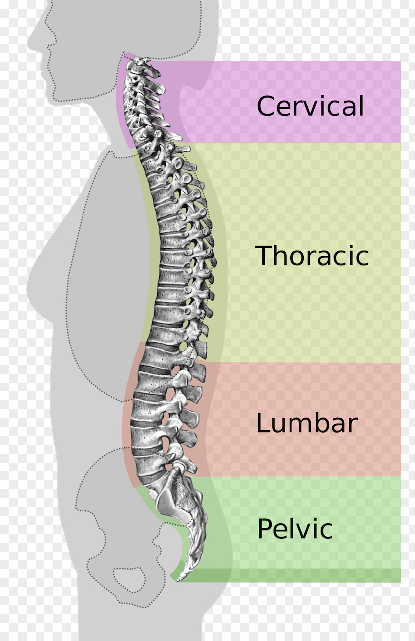 Vertebral Column Pelvis Lumbar Scoliosis Neutral Spine PNG