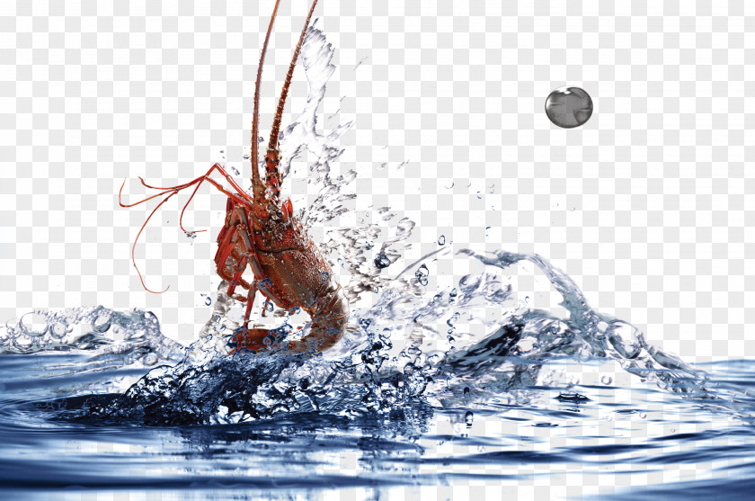 Water Jump Lobster Shrimp Icon PNG