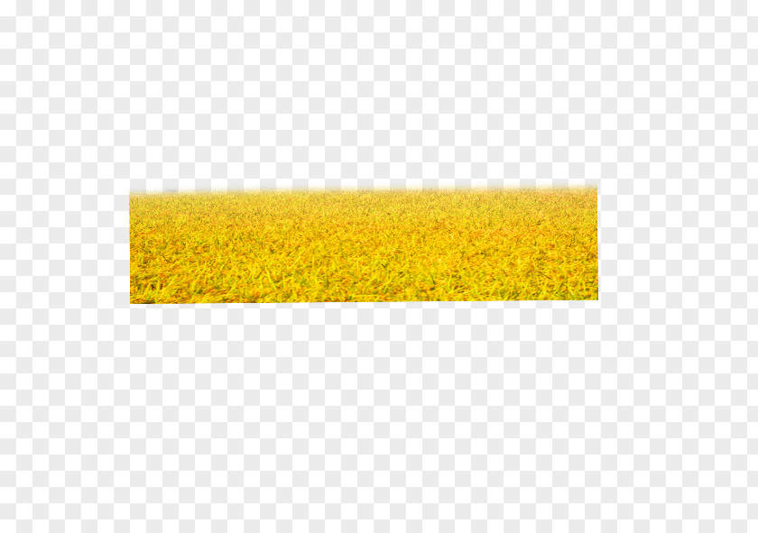 Wheat Field Yellow Pattern PNG