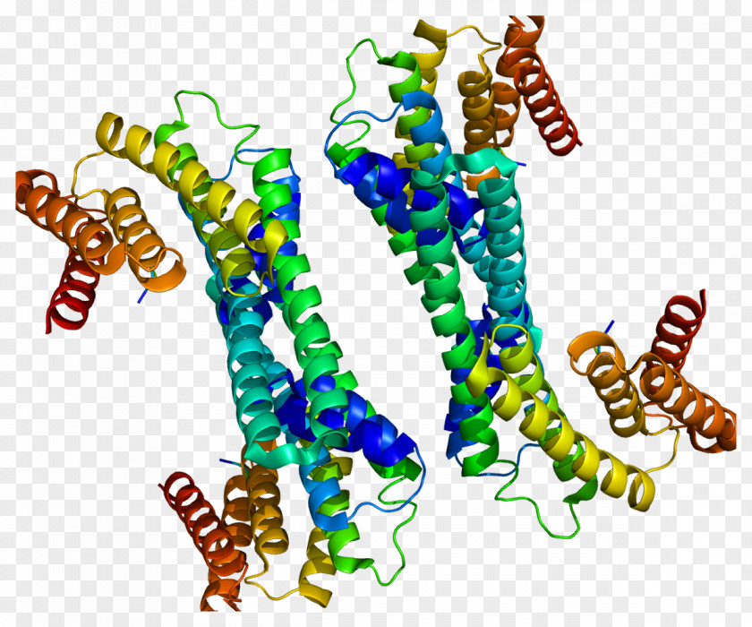 YWHAH 14-3-3 Protein Phosphoserine Gene PNG