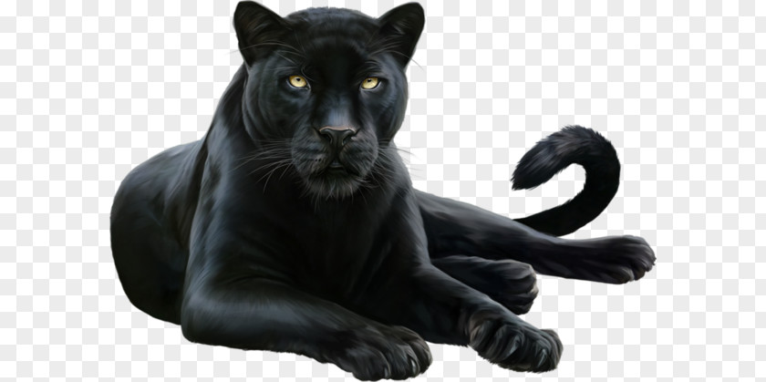 Black Panther Leopard Felidae Cougar PNG