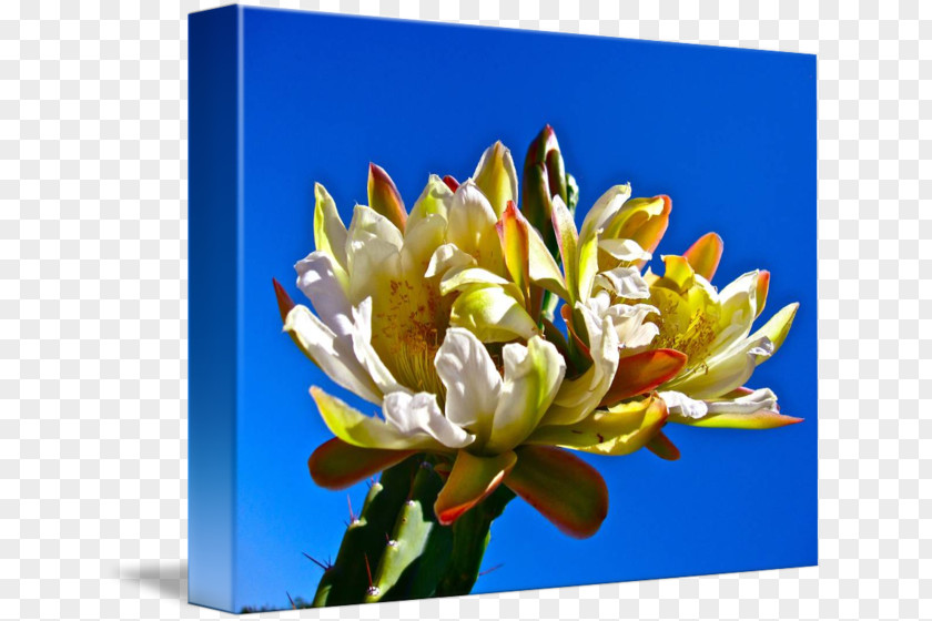 Chrysanthemum Cut Flowers Petal Wildflower PNG