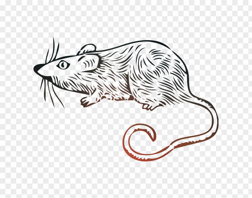 Clip Art Drawing /m/02csf Whiskers Cartoon PNG