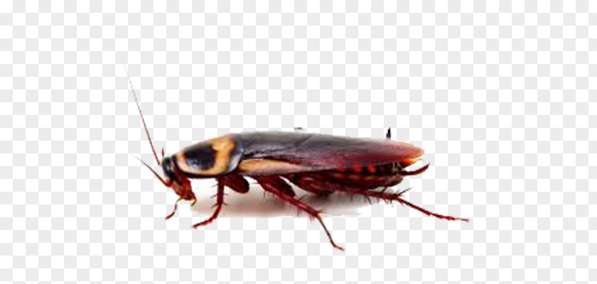 Cockroach American Insect Pest Control PNG