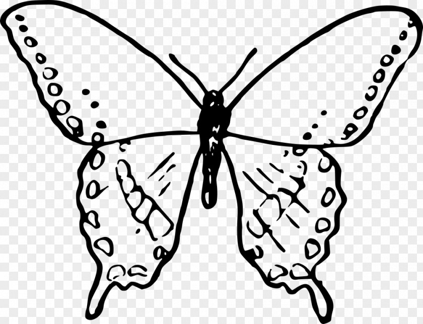 Colouring Hitam Putih Butterfly Insect Drawing Clip Art Coloring Book PNG