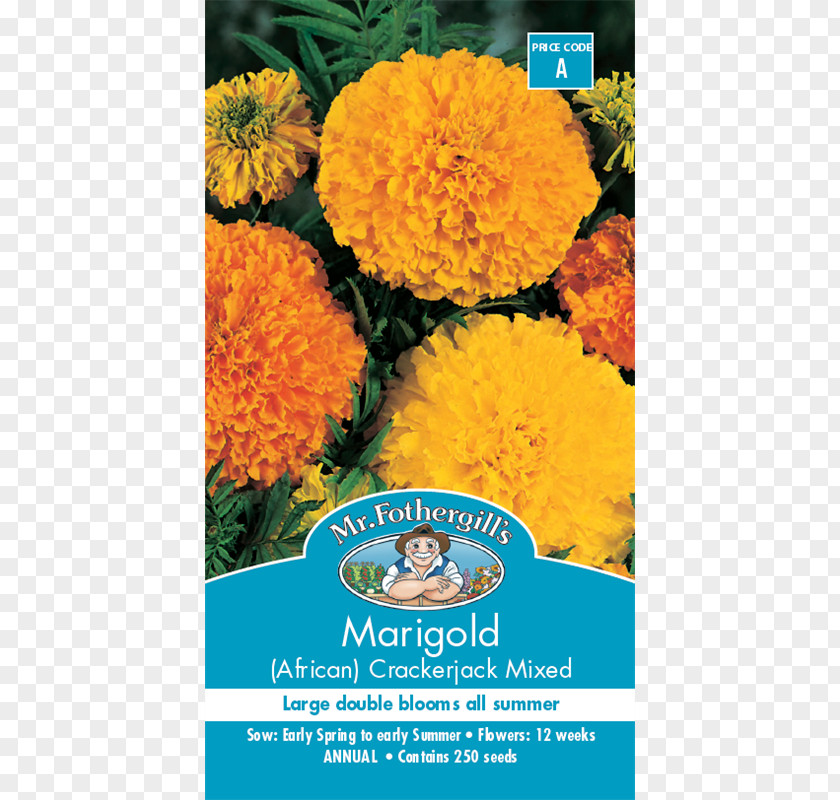 Flower Mexican Marigold Seed Calendula Officinalis Crop PNG