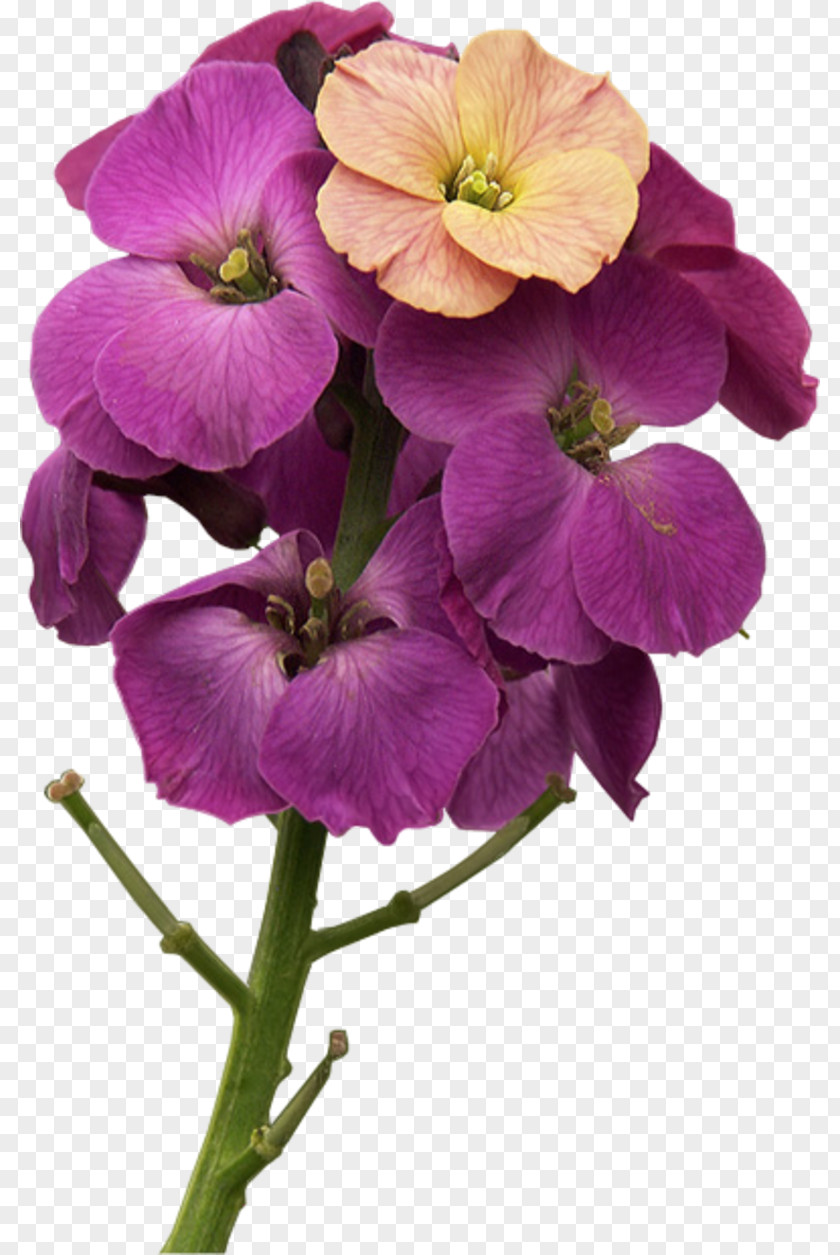 Fond Ecran Violet Annual Plant Herbaceous Wallflower PNG