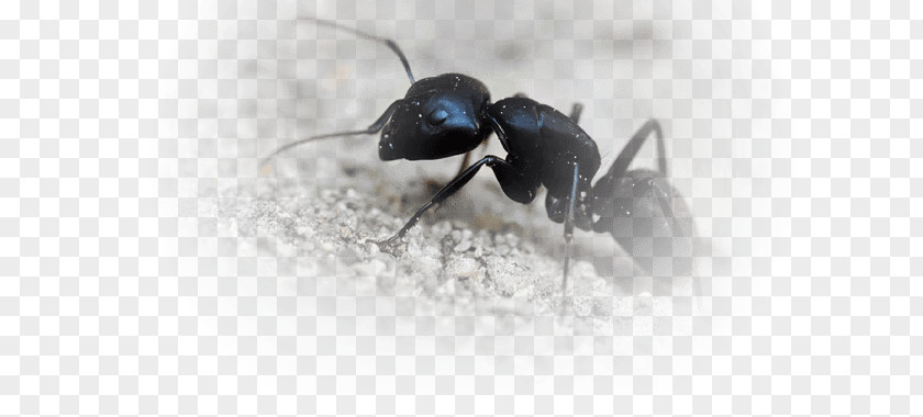 Insect Black Garden Ant Carpenter Fire PNG
