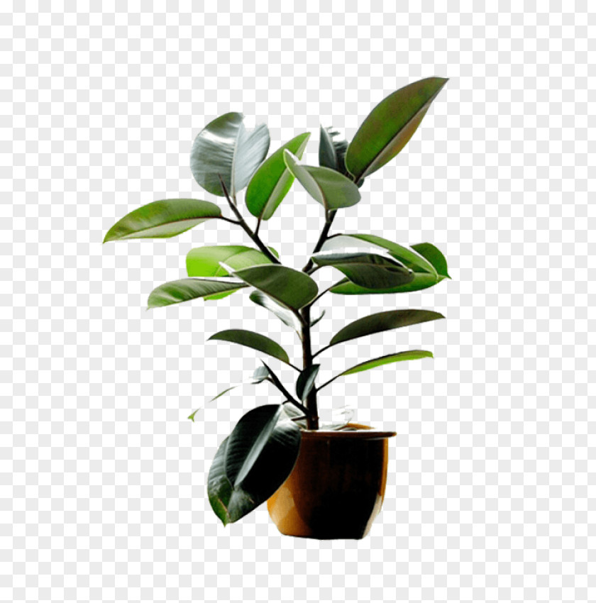 Plant Rubber Fig Weeping Reproduction Houseplant PNG