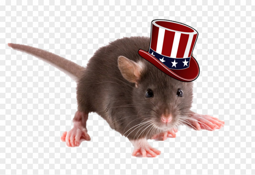 Squirrel Brown Rat Rodent Mus Black PNG