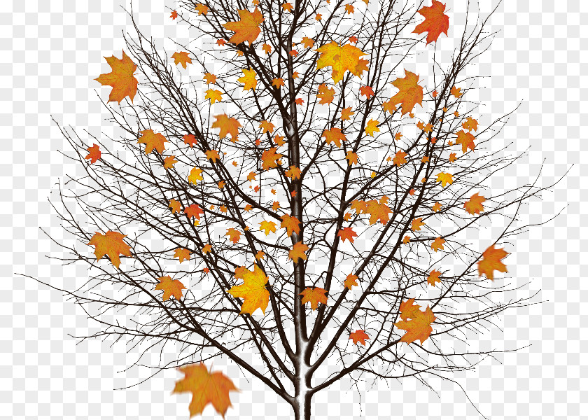 Autumn Stock.xchng Image Clip Art Stock Photography PNG