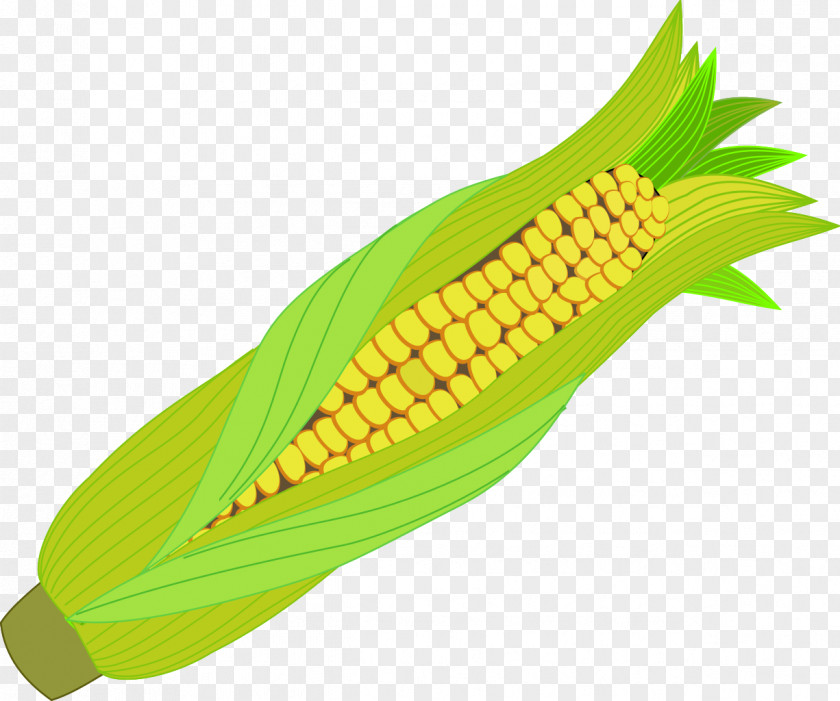 Corn Maize On The Cob Food PNG