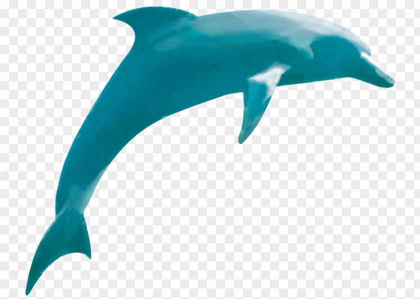 Powder Bursting Common Bottlenose Dolphin Rough-toothed Short-beaked Tucuxi PNG