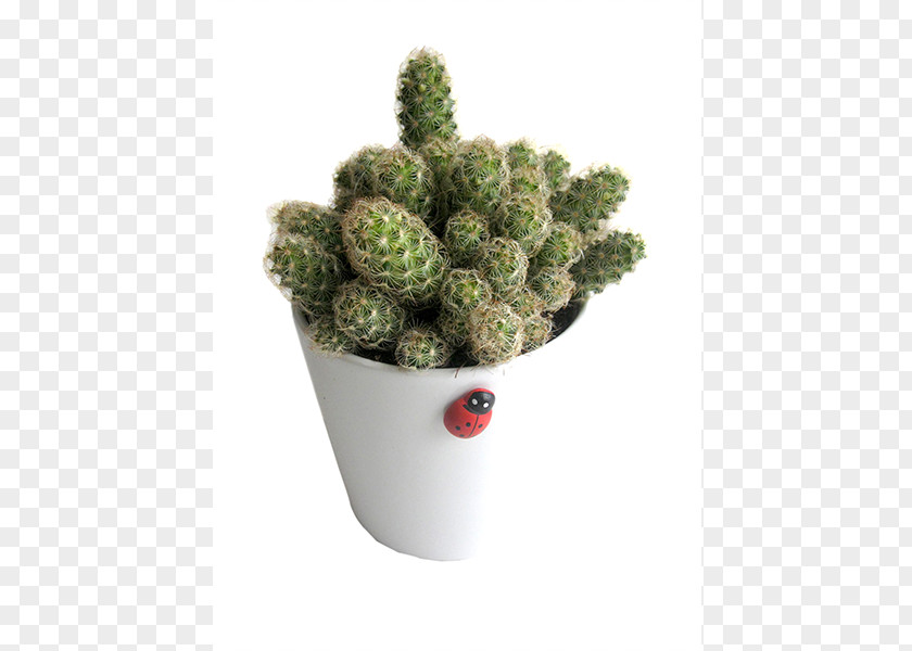 Crassula Rupestris Flowerpot Citroën Cactus M Houseplant PNG
