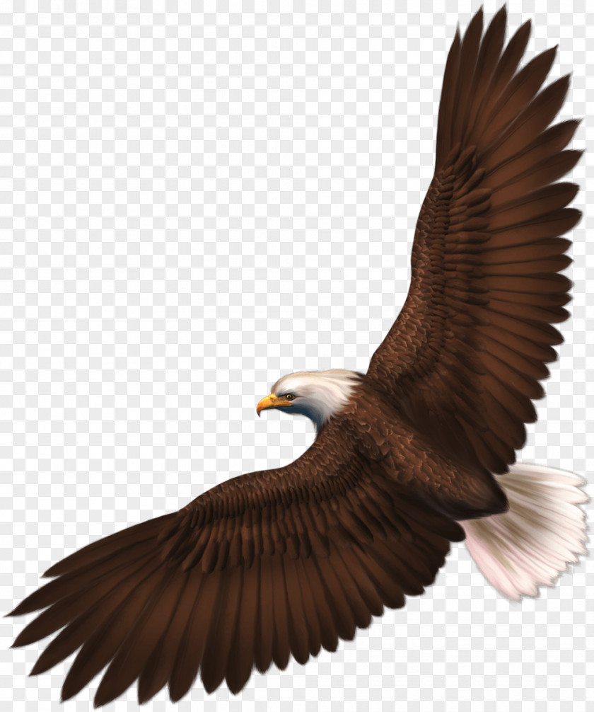 Eagle Image With Transparency Download Clip Art PNG