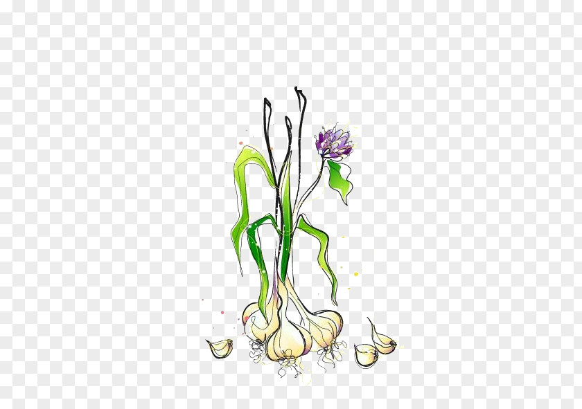 Garlic Vegetable Onion Melon Illustration PNG