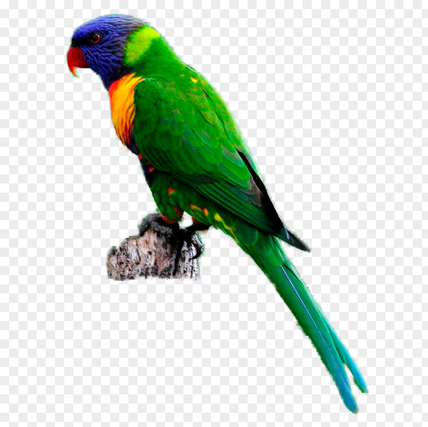 Parrot Budgerigar Bird Rainbow Lorikeet Clip Art PNG