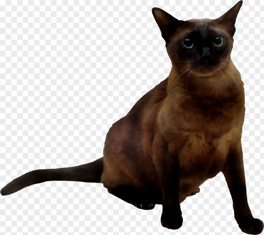 Siamese Cat Tonkinese Domestic Short-haired Mumbai Whiskers PNG