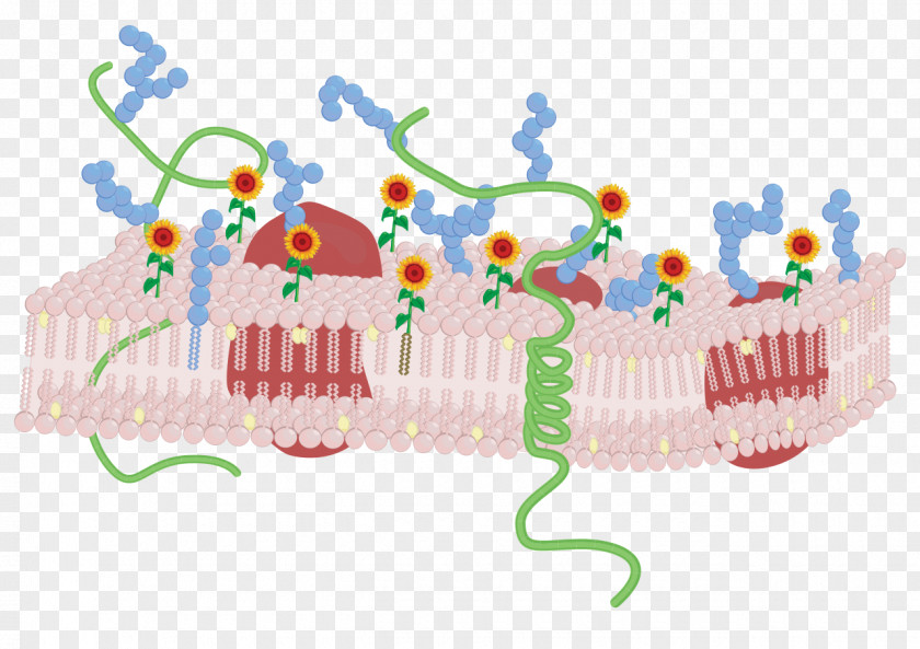 Sunflower Creative Biological Membrane Cell Lipids Red Blood PNG