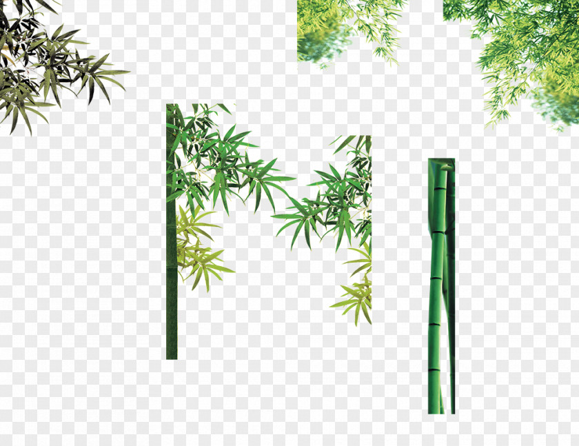 Bamboo Bamboe Computer File PNG