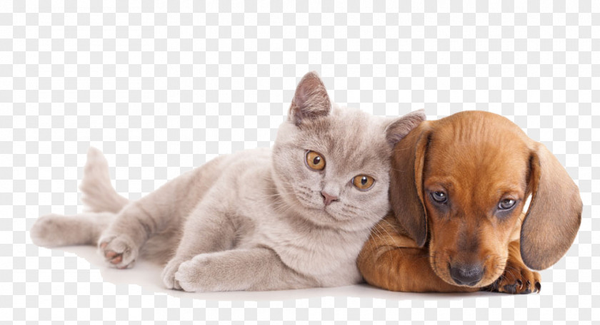 Close Together Dogs And Cats Cat Dog Pet Sitting Kitten Horse PNG